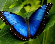 Foto de borboleta azul 2