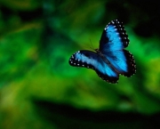 Foto de borboleta azul 3