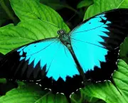 Foto de borboleta azul 4
