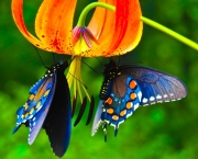 Foto de borboleta azul 5