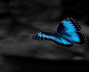 Foto de borboleta azul 6
