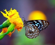 Foto de borboleta colorida 1