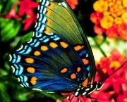 Foto de borboleta colorida 2