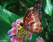 Foto de borboleta colorida 3