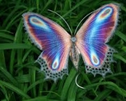 Foto de borboleta colorida 4