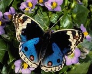 Foto de borboleta colorida 5