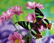 Foto de borboleta colorida 6
