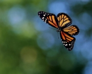 Foto de borboleta voando 4