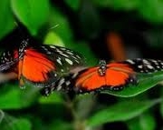 Foto de borboleta voando 6