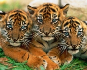 Fotos de Tigres (1)