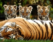Fotos de Tigres (8)