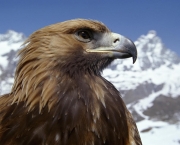 Golden Eagle (Aquila chrysaetos) head portrait before the Matterhorn, Italy.