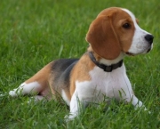 Fotos Beagle (2)