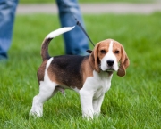 Fotos Beagle (4)