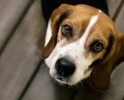 Fotos Beagle (5)