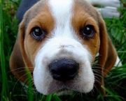Fotos Beagle (6)