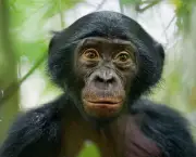 fotos-bonobo-2