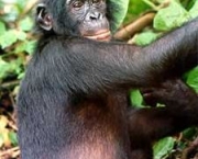 fotos-bonobo-6
