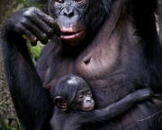 fotos-bonobo-8