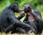fotos-bonobo-9
