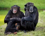 Fotos Chimpanzés (1)