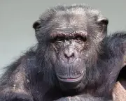 Fotos Chimpanzés (3)