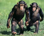 Fotos Chimpanzés (4)
