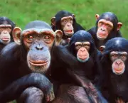 Fotos Chimpanzés (5)