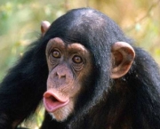 Fotos Chimpanzés (6)