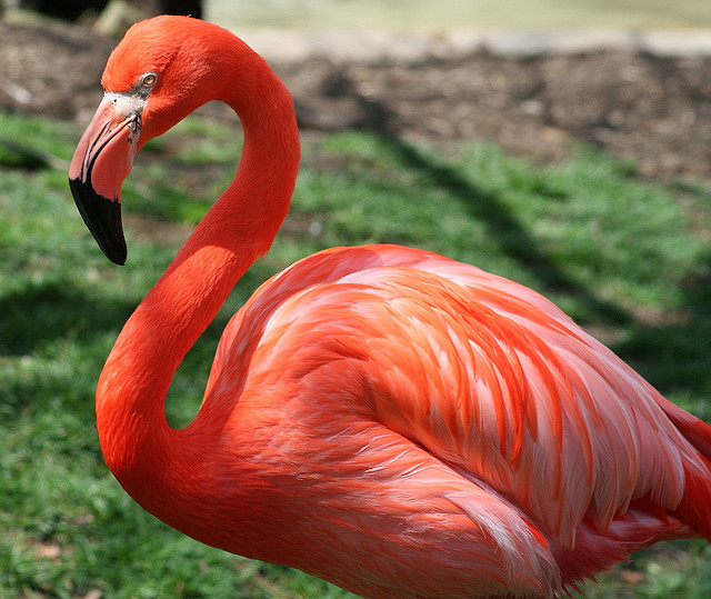 Fotos Flamingo | Animais - Cultura Mix
