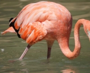 Fotos Flamingo (1)