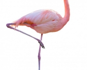 Fotos Flamingo (2)