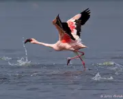 Fotos Flamingo (3)