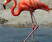 Fotos Flamingo (7)