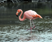 Fotos Flamingo (8)