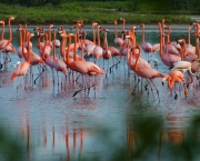Fotos Flamingo (10)