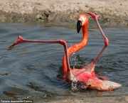 Fotos Flamingo (11)