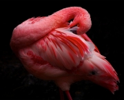 Fotos Flamingo (9)