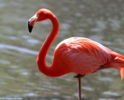 Fotos Flamingo (12)