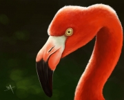 Fotos Flamingo (14)