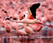 Fotos Flamingo (15)