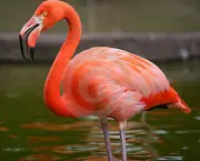 Fotos Flamingo (17)