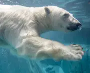 Fotos Urso Polar (2)