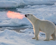 Fotos Urso Polar (3)