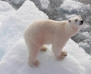 Fotos Urso Polar (4)