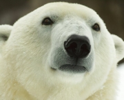 Fotos Urso Polar (5)