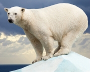 Fotos Urso Polar (6)