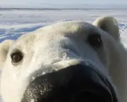 Fotos Urso Polar (8)