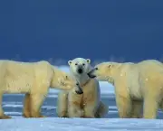 Fotos Urso Polar (9)