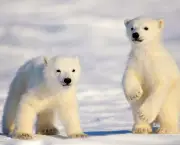 Fotos Urso Polar (10)